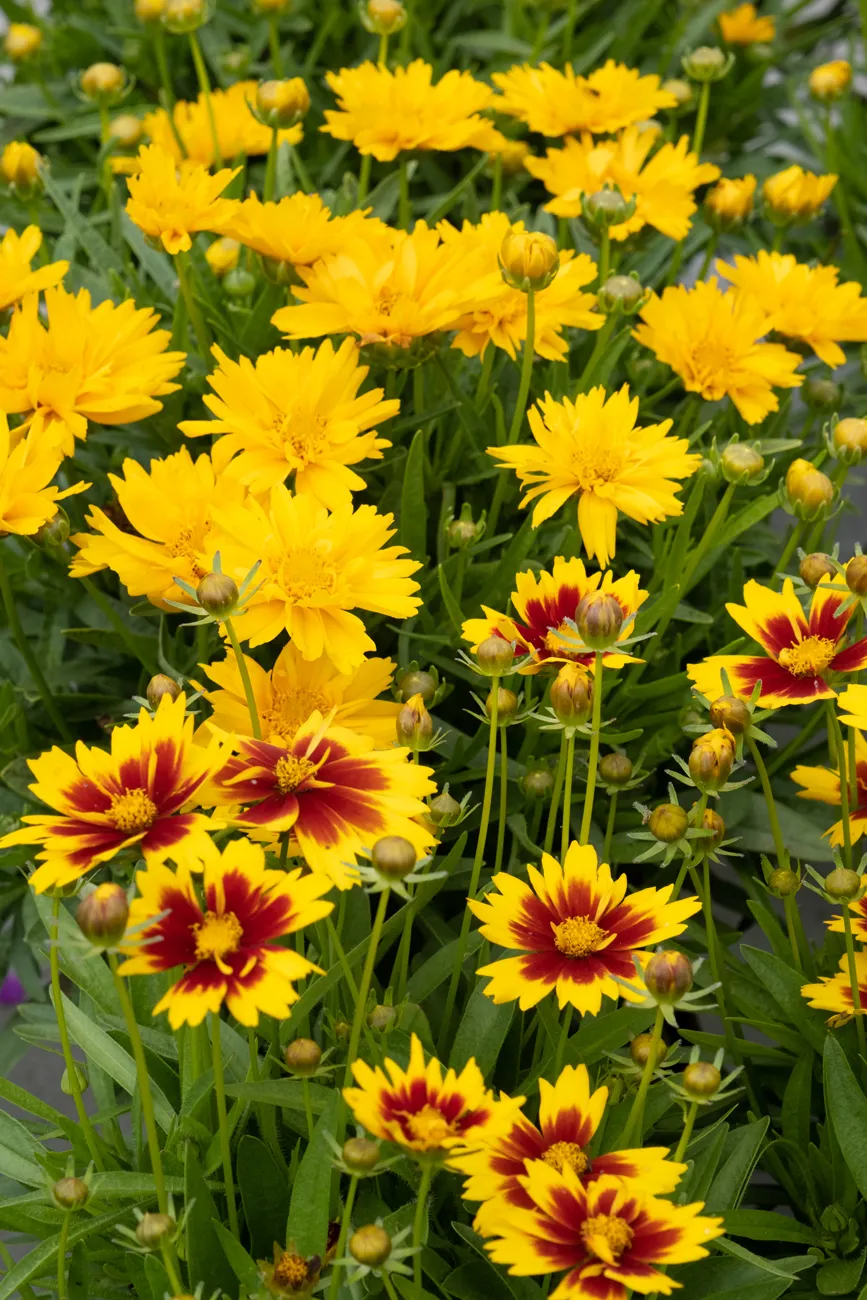 Coreopsis Doube The Sun hinten, Coreopsis Gold and Bronze vorne