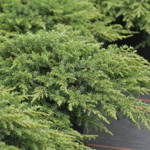 Juniperus Green Carpet